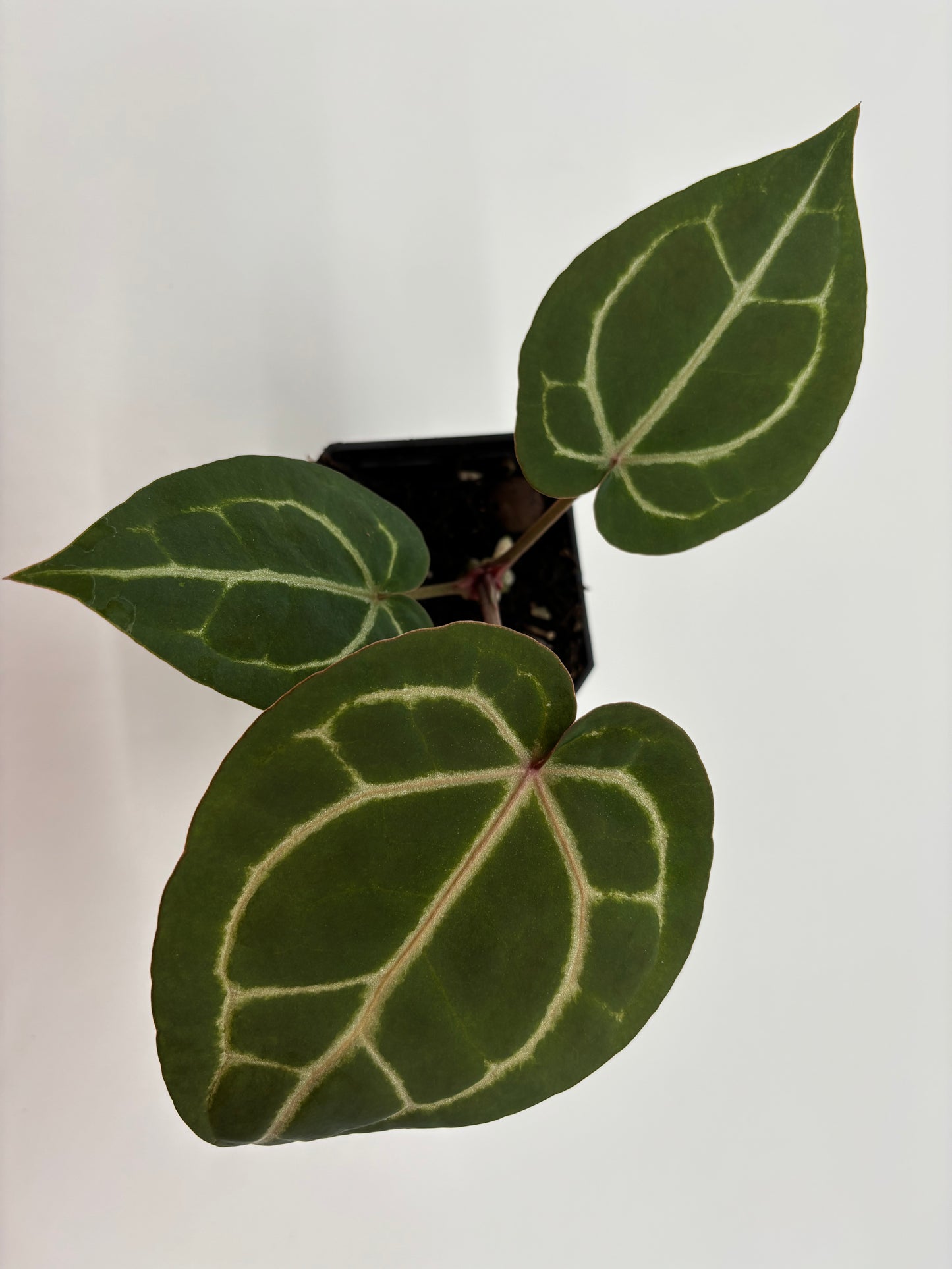 (Black Widow x Michelle) x (Zara x Michelle)