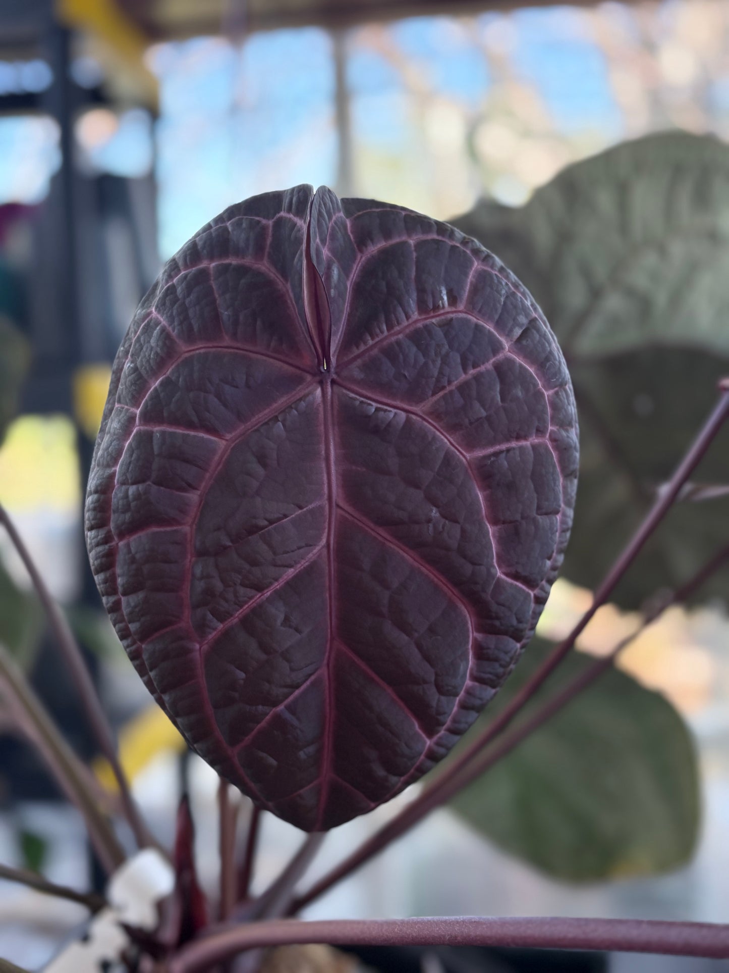 (Black Widow x Michelle) x (Zara x Michelle) Seedling