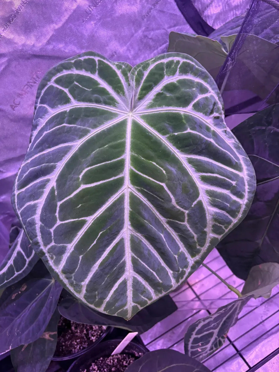(Muchlis x RC) x (SKG Silver) (sprout)
