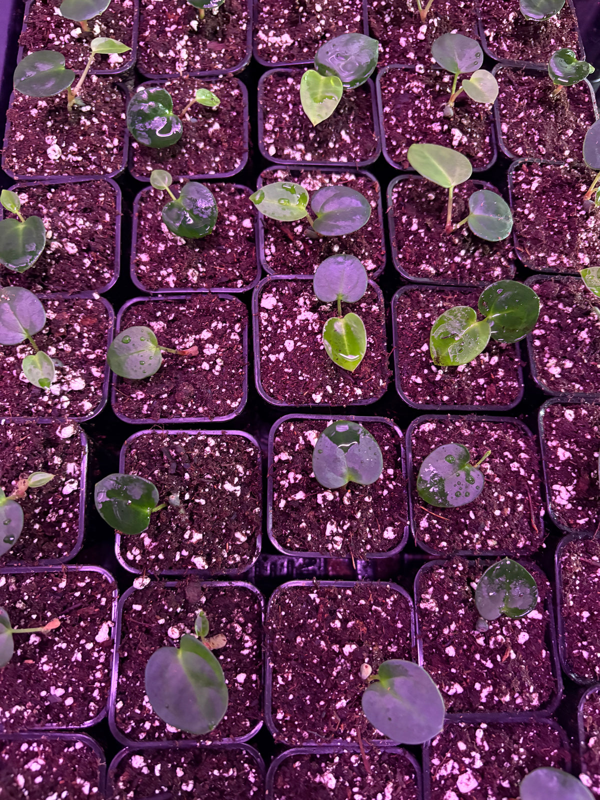 David Fell Carla/Noid X Carla RA 10 x self seedling