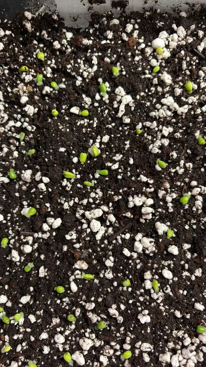 David Fell Carla/Noid X Carla RA 10 x self **set of 2 seeds**