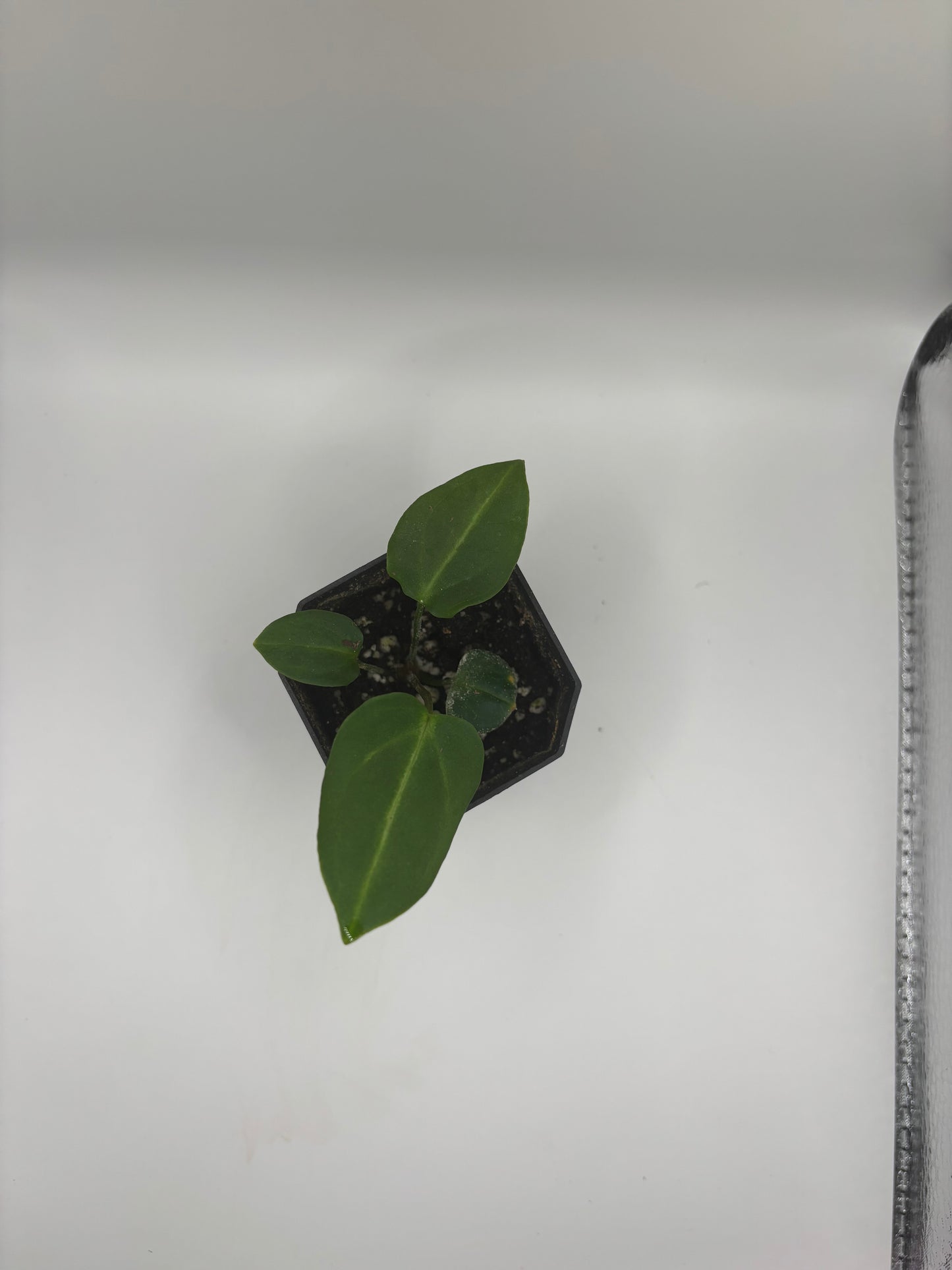 Carla Unnumbered (seed grown) x Unnumbered (seed grown) SEEDLING
