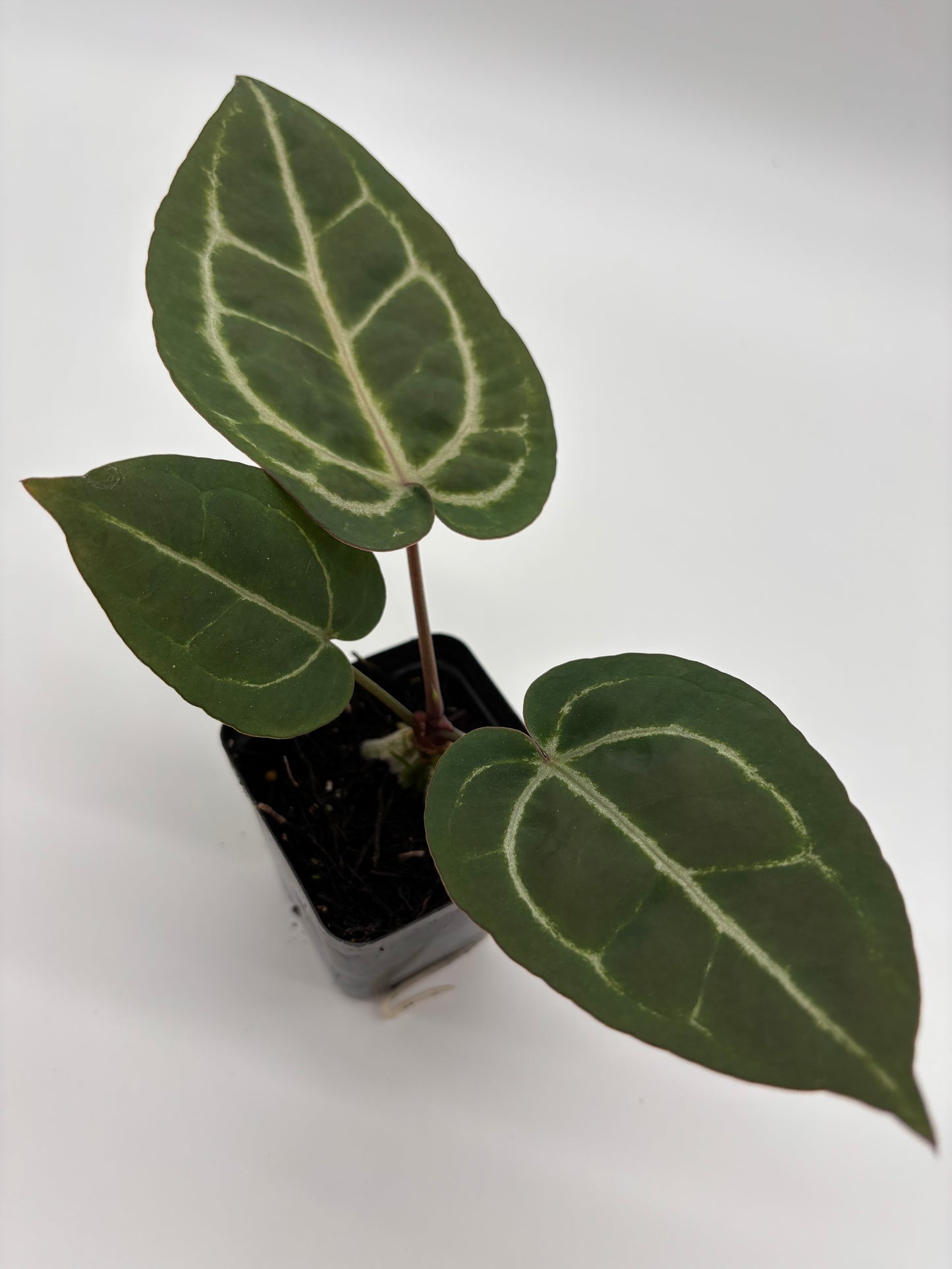 (Black Widow x Michelle) x (Zara x Michelle)