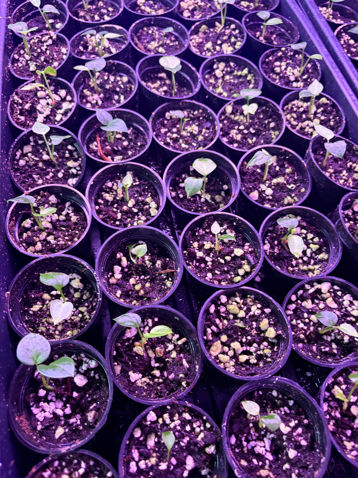 Yellow Spider x self seedling
