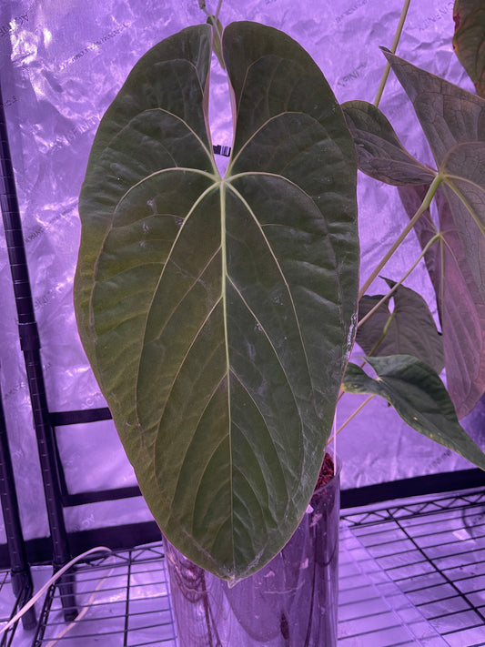 (Pap LongxLong Bullet) x (RLFS) Germinated Seeds (set of 2)