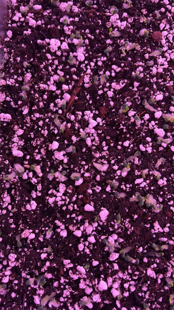 (Eastern Dress x Windy Dress) x (Eastern Dress clone #1) **2 germinated seeds**