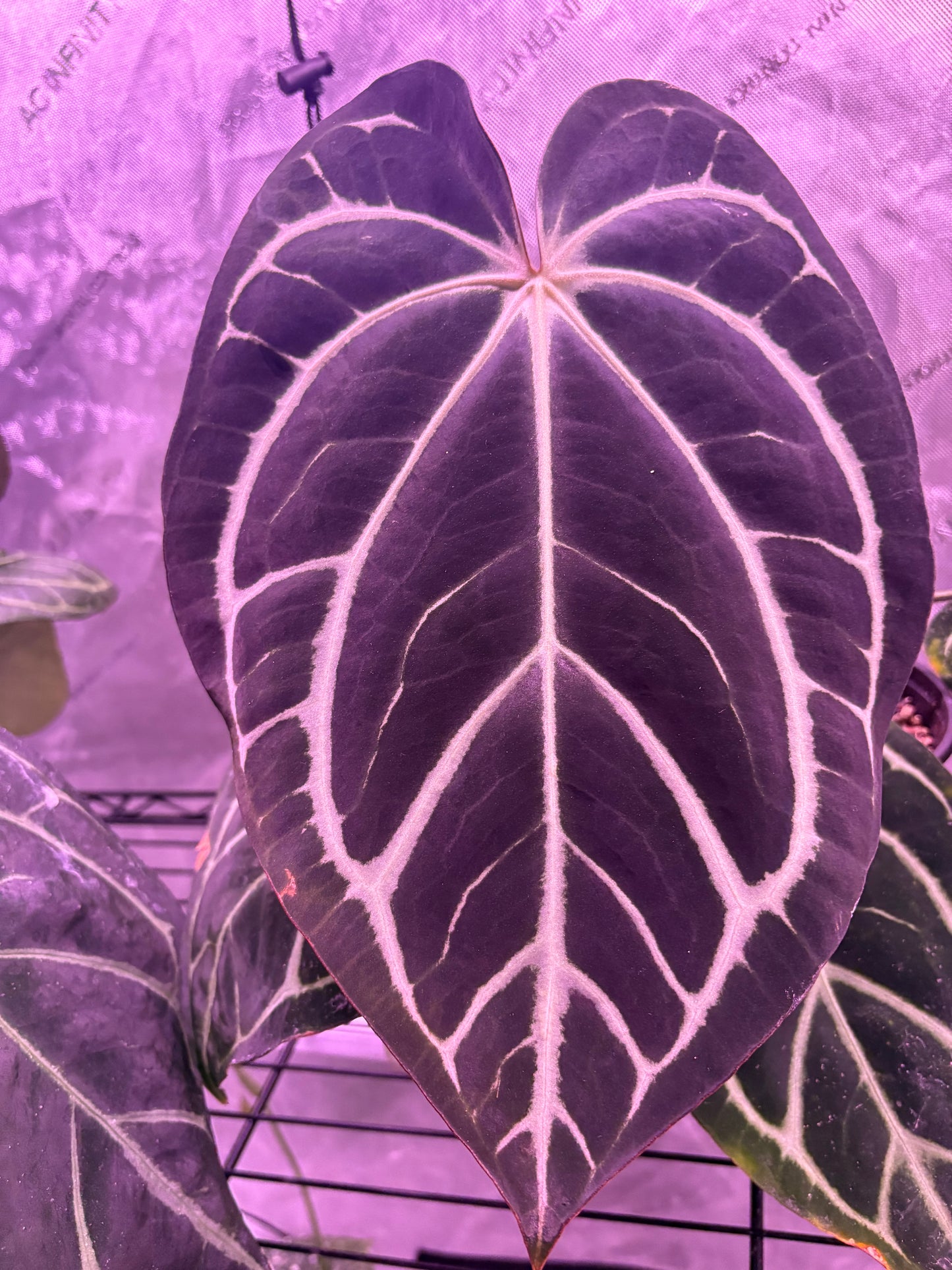 Carla Unnumbered (seed grown) x Unnumbered (seed grown) SEEDLING