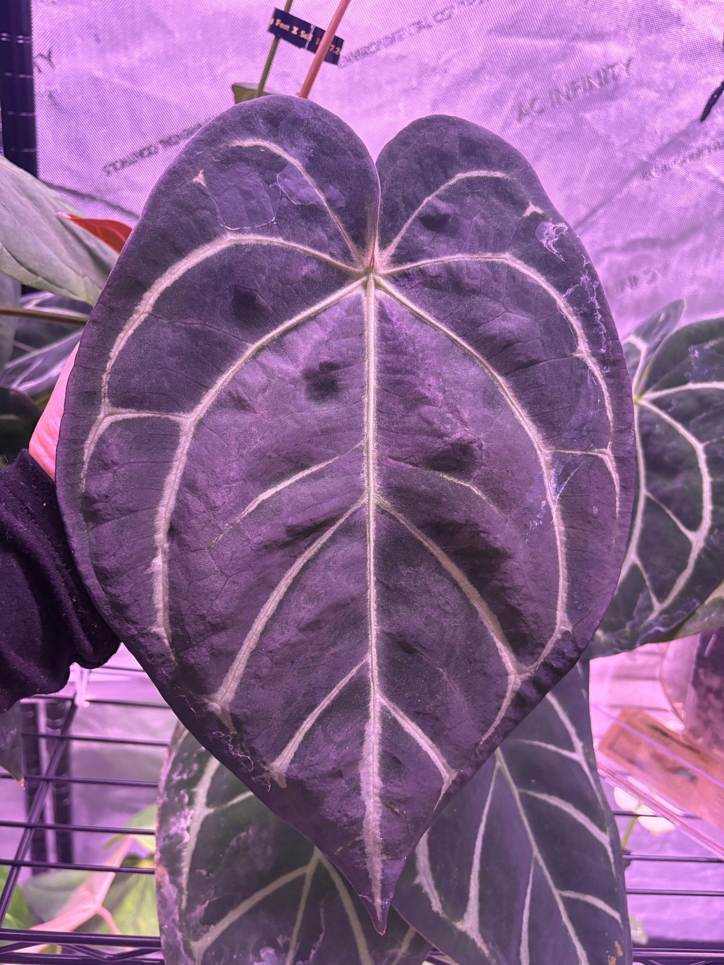 Carla seed (RA Carla X RA Carla)