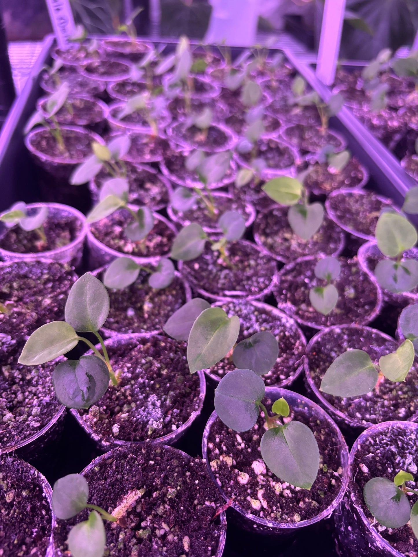 Carla x Dorito Port Seedling