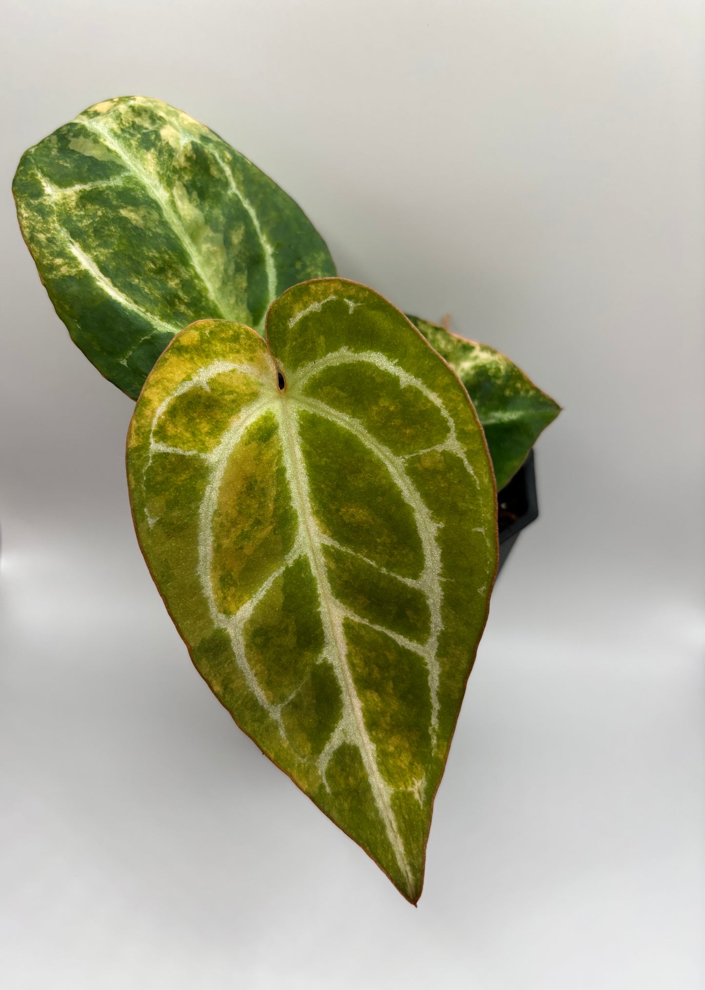Variegated Pap x Mag