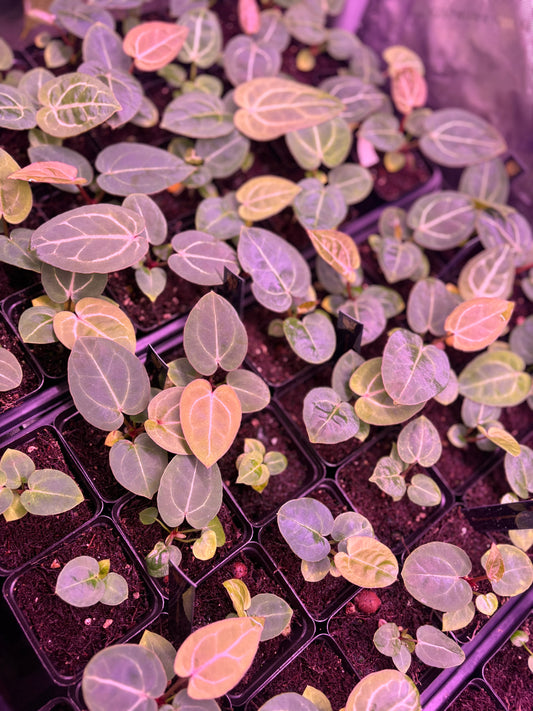 (Black Widow x Michelle) x (Zara x Michelle) Seedling