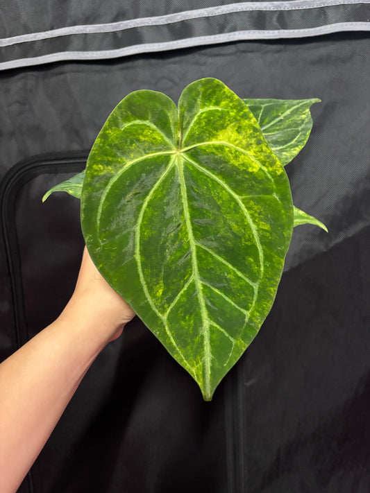 (Pap x Mag) x Red Devil