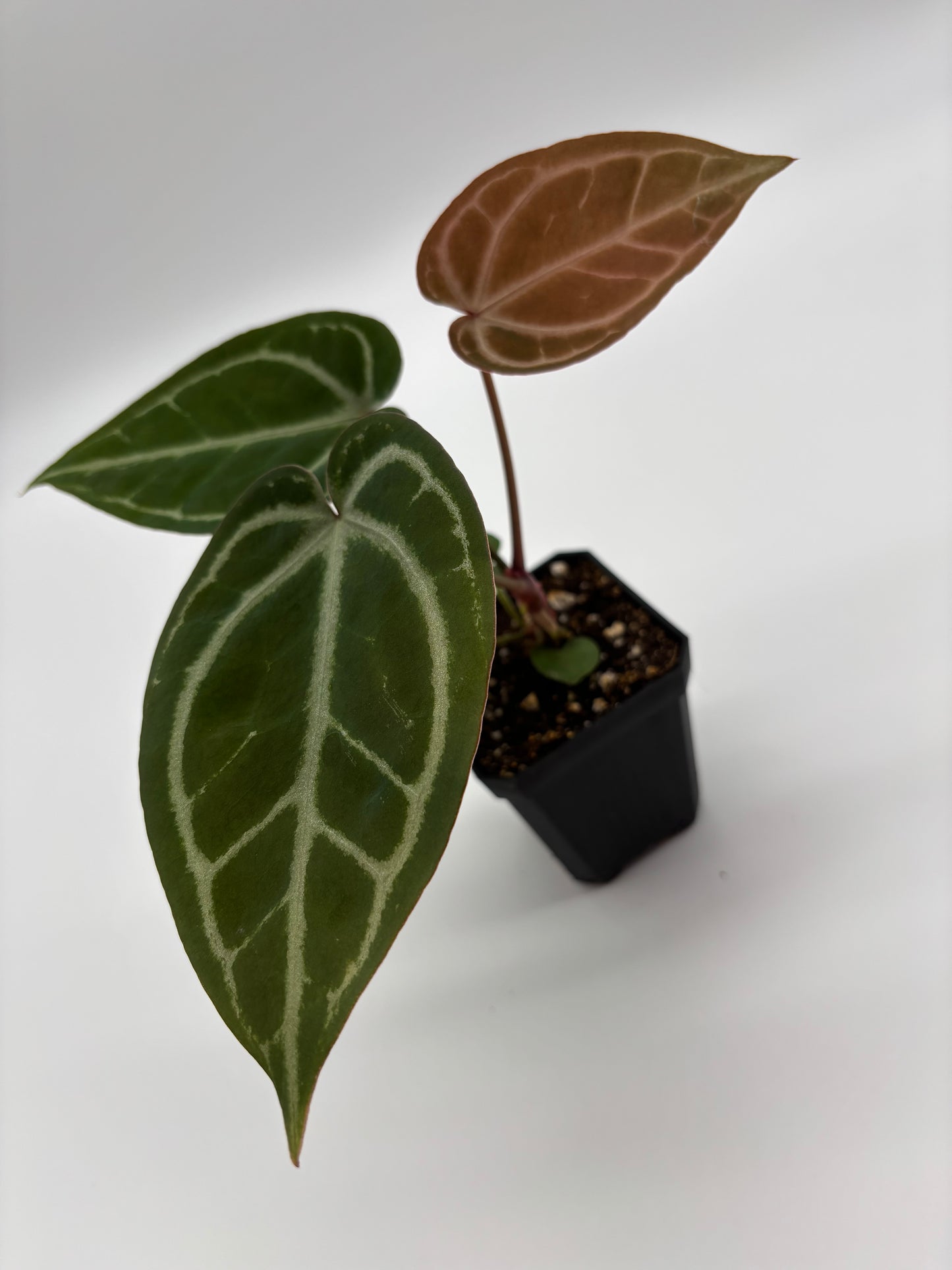 (Brielle x Red Crystal) x Open