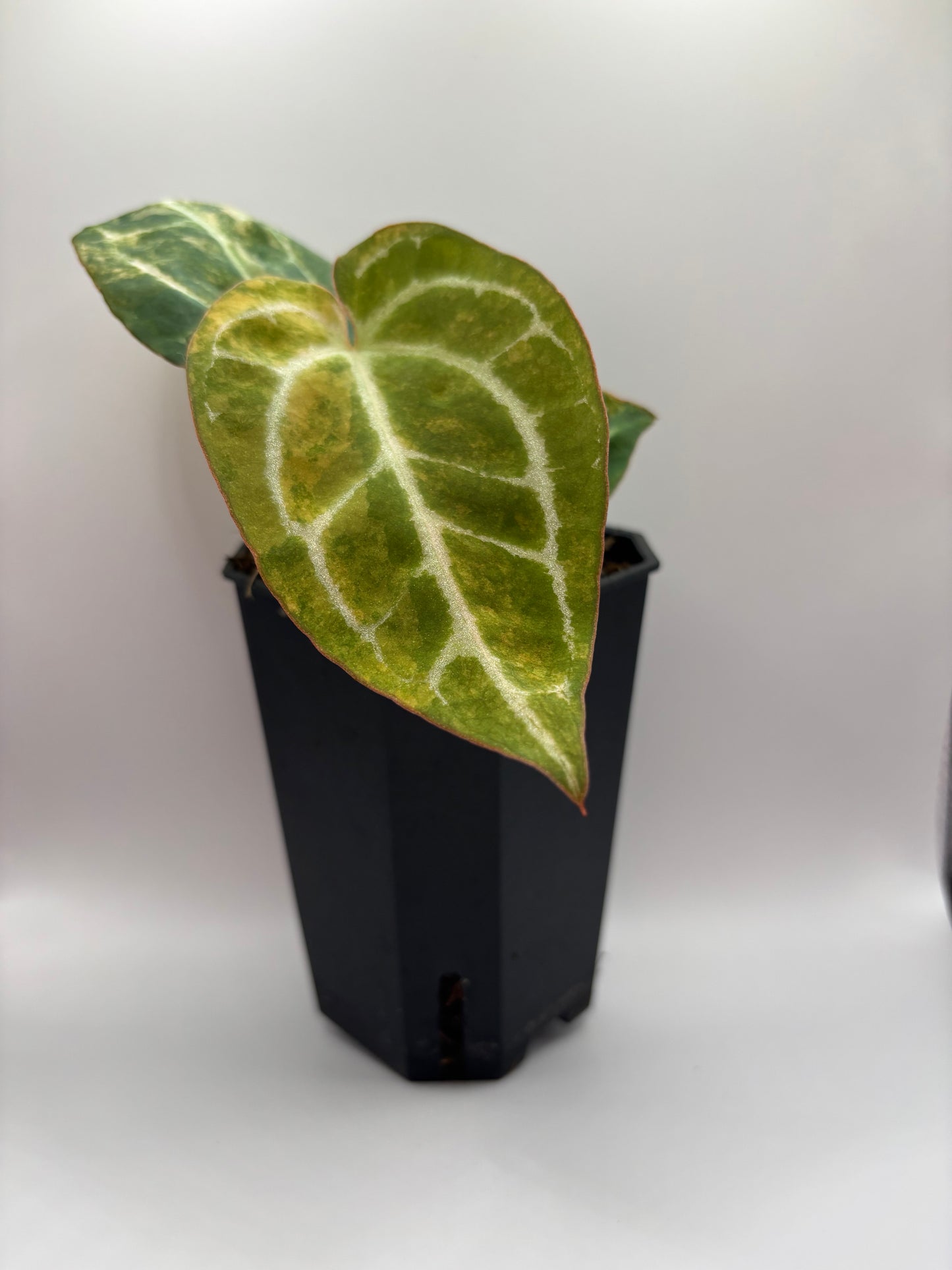 Variegated Pap x Mag