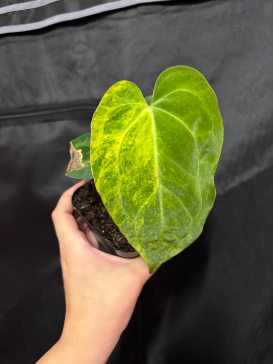 (Pap x Mag) x Fort Sherman