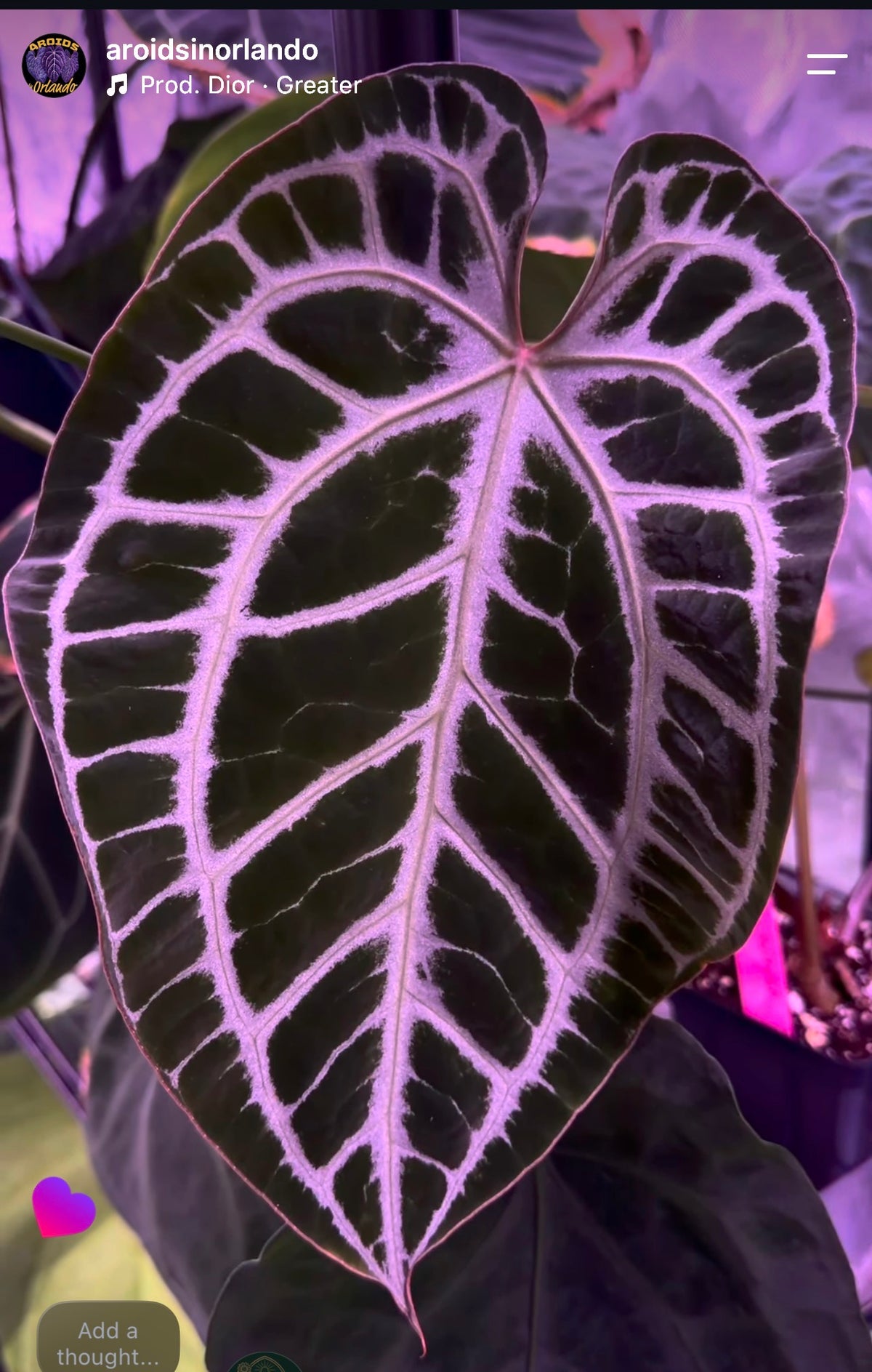(BVEP x Port) x (Muchlis x RC) (sprout)