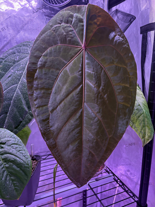 (Red Crystal x BVEP) x (Carla x BVEP) Germinated Seeds (set of 2)