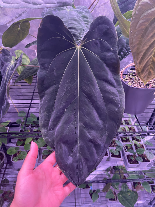 (BVEP x Port) x (Carla x BVEP) Germinated Seeds - set of 2