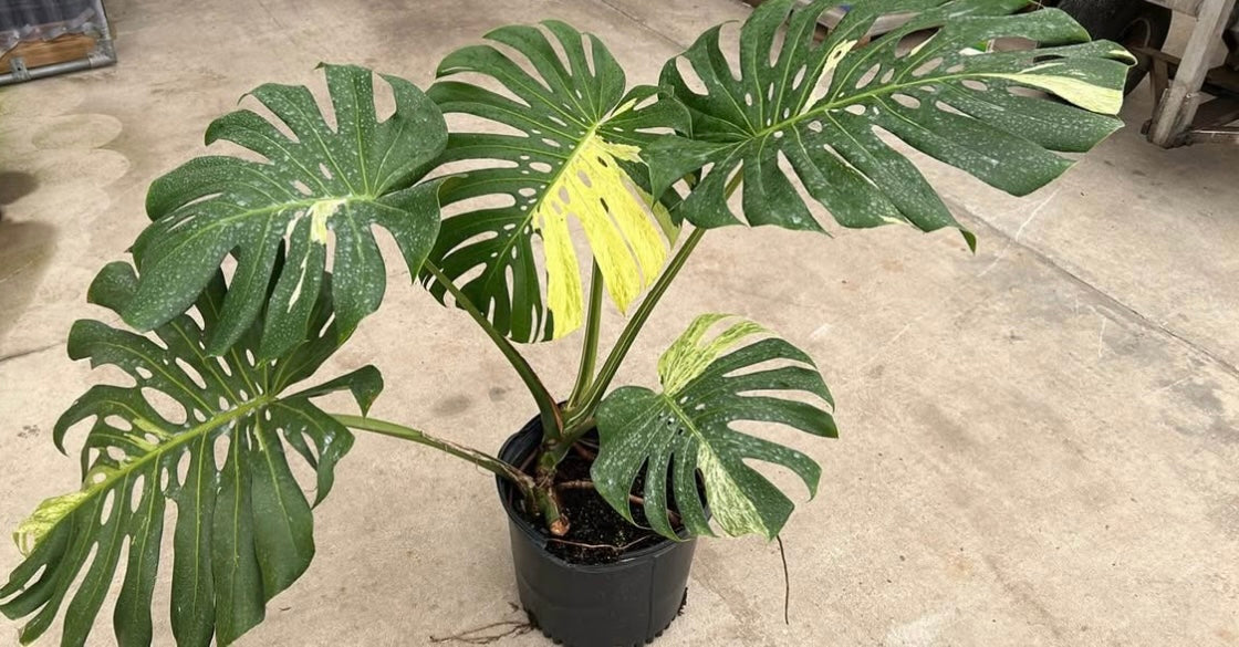 monstera deliciosa large form Large Form Albo Monstera – AroidsInOrlando