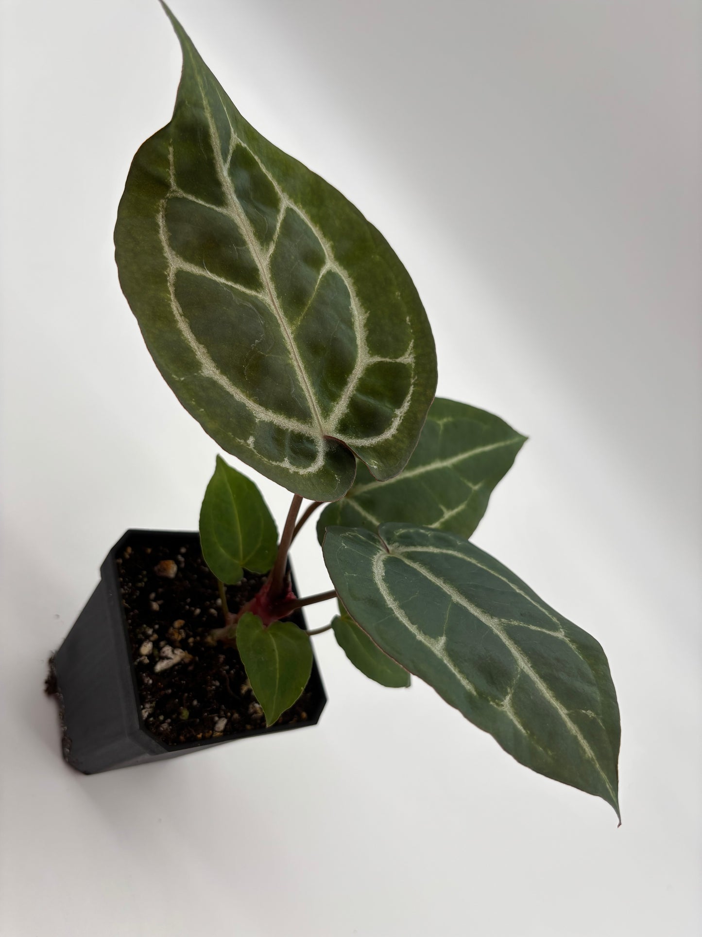 (Brielle x Red Crystal) x Open