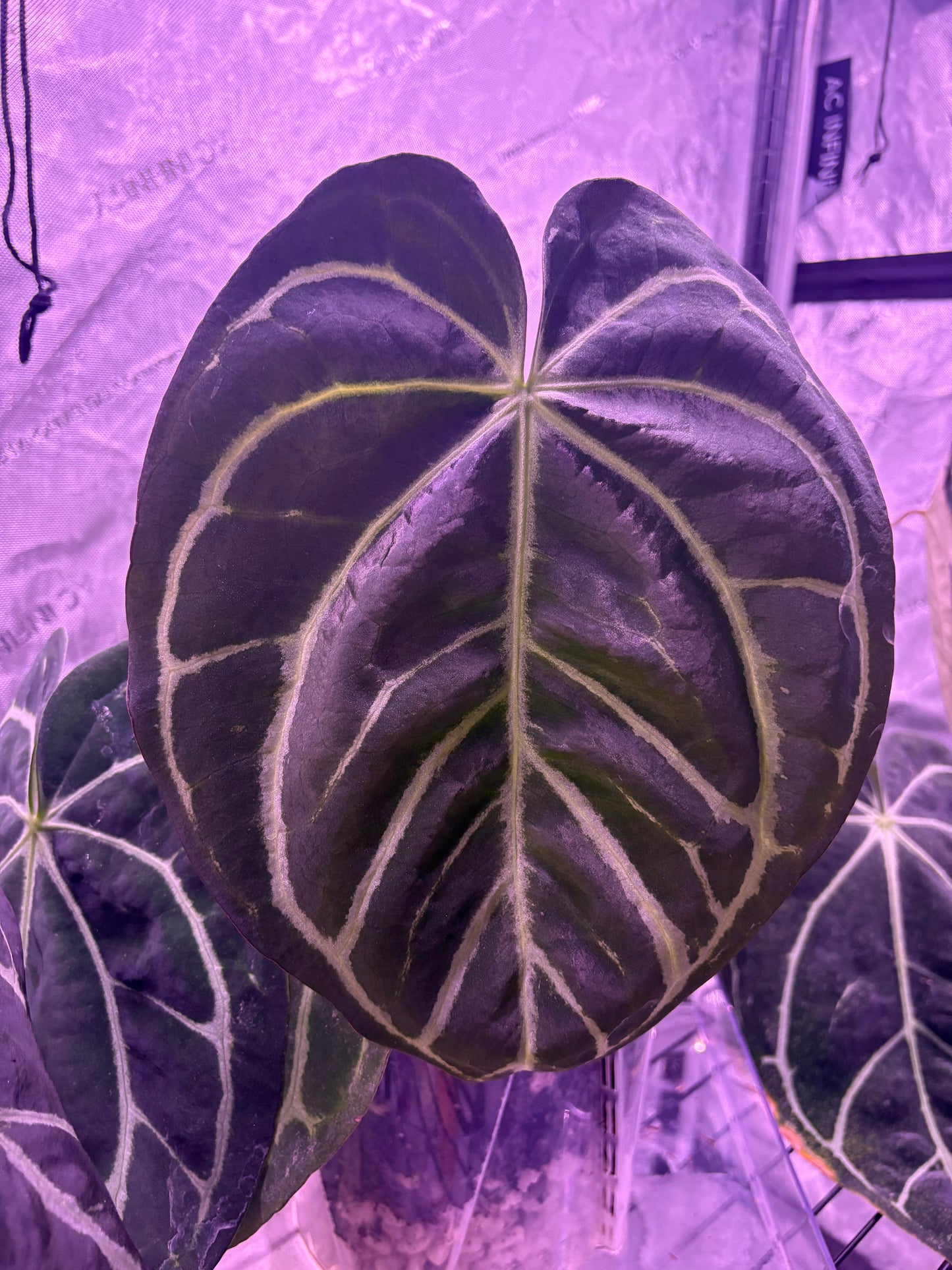 Carla seed (RA Carla X RA Carla)