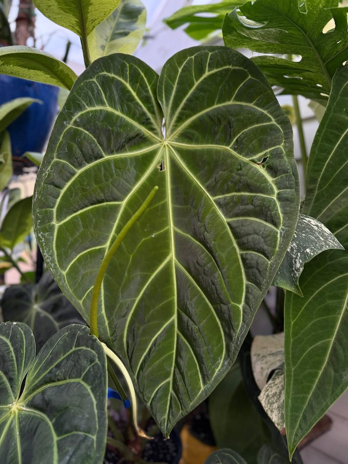 Mag x Dressleri seedling
