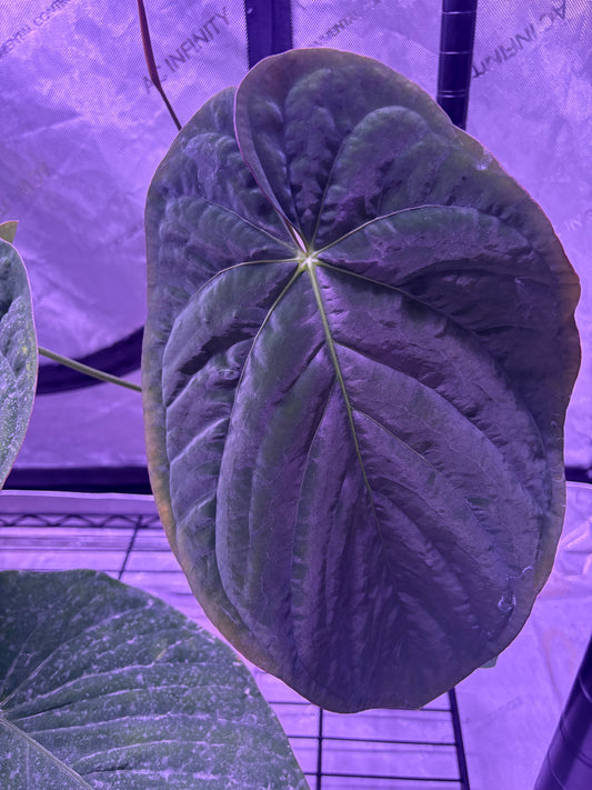 (Kuna PM7 x Pap Swampbunny) x (Carla x BVEP) Germinated seed (set of 2)