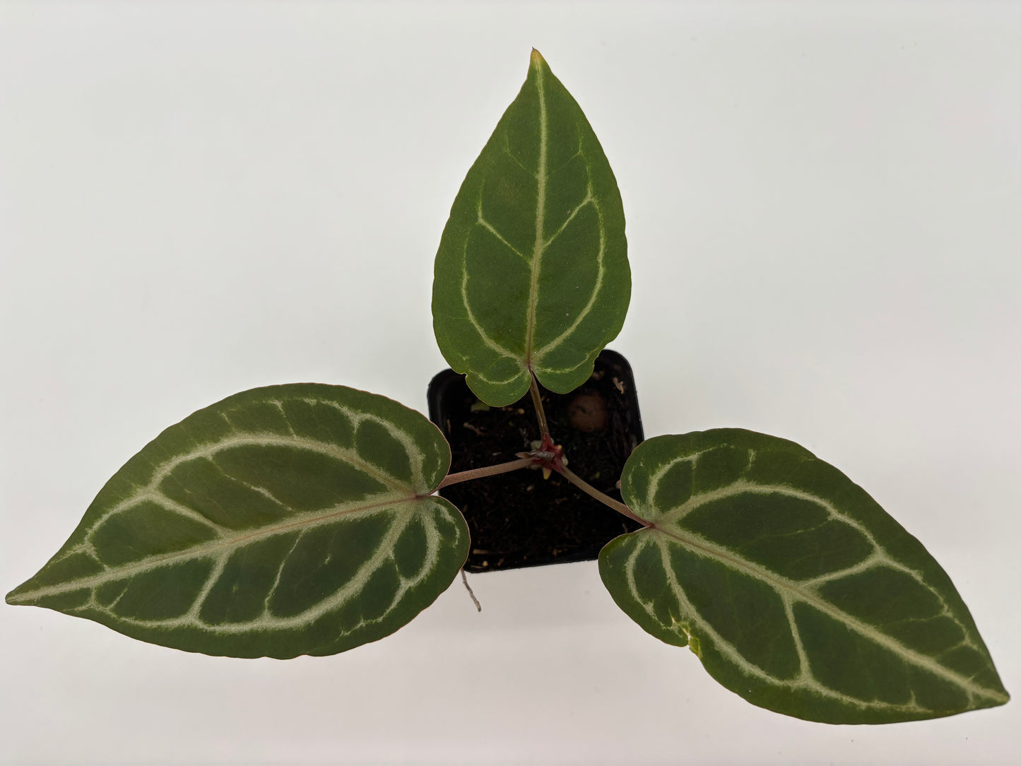 (Black Widow x Michelle) x (Zara x Michelle)