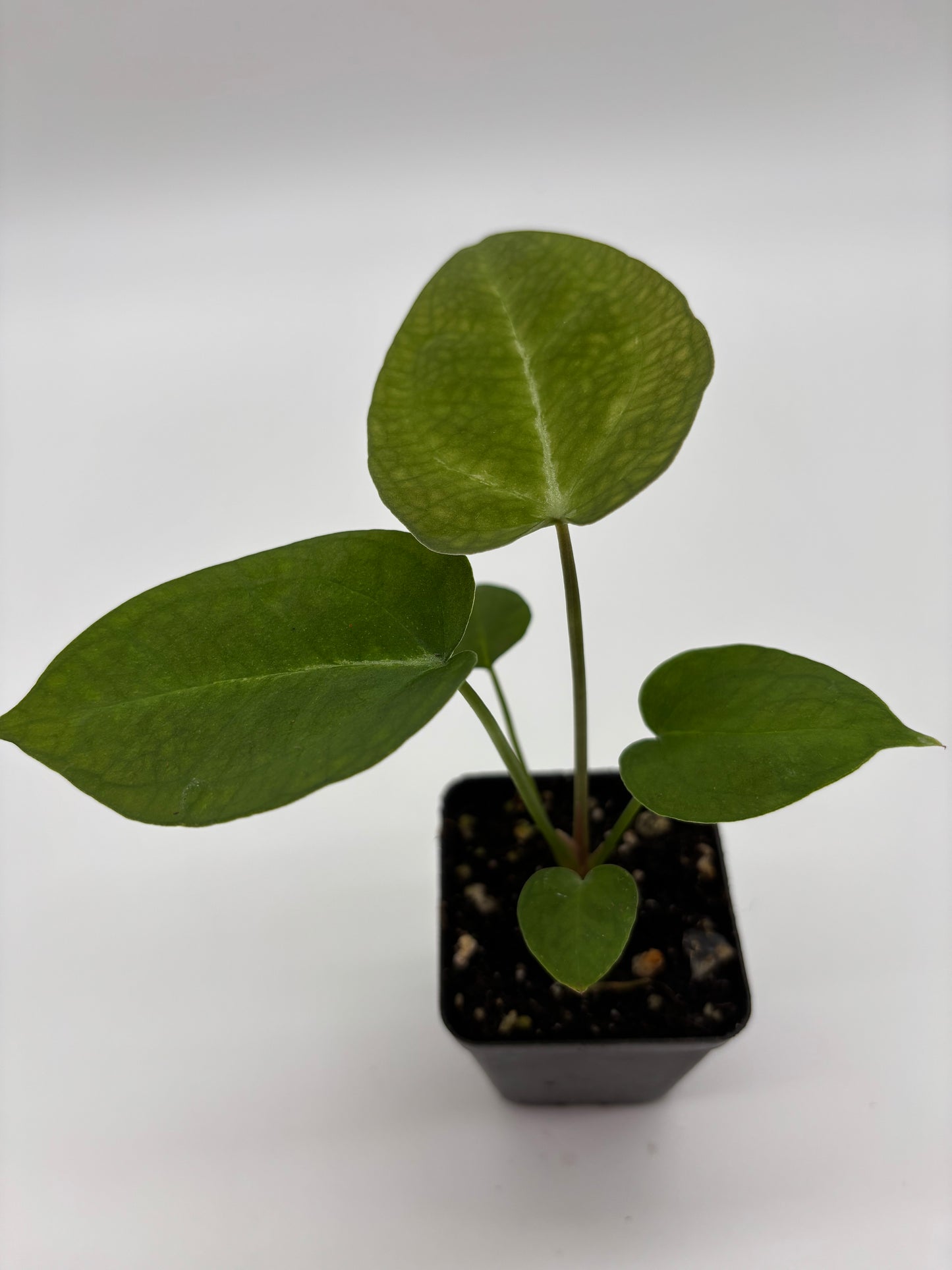 (AOS x Hoffmannii) x (Forgetii)