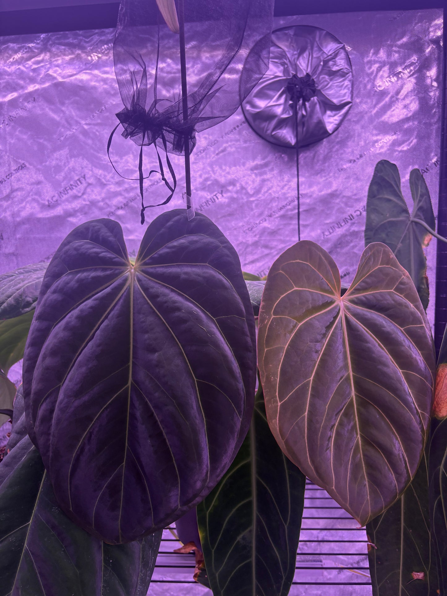 (Red Crystal x Dress) x (Carla x BVEP) - Germinated seed (set of 2)
