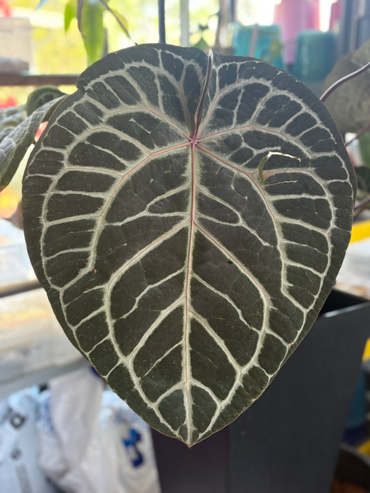 ZaraxMichelle X Black WidowxMichelle seeds (set of 4)