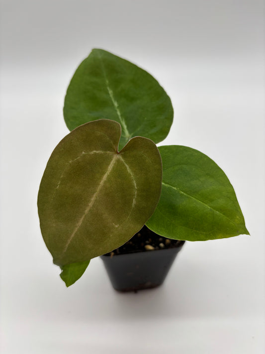 (AOS x Hoffmannii) x (Forgetii)