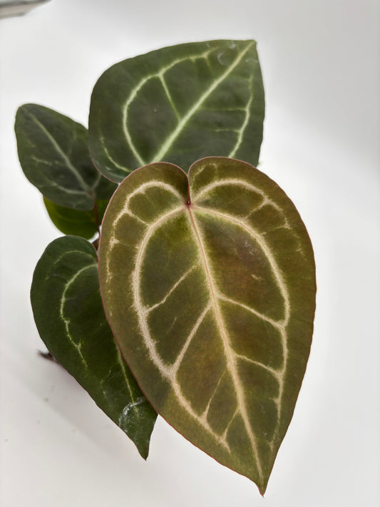 (Brielle x Red Crystal) x Open