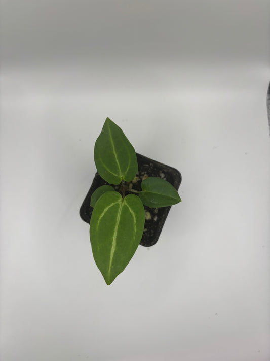 Carla Unnumbered (seed grown) x Unnumbered (seed grown) SEEDLING