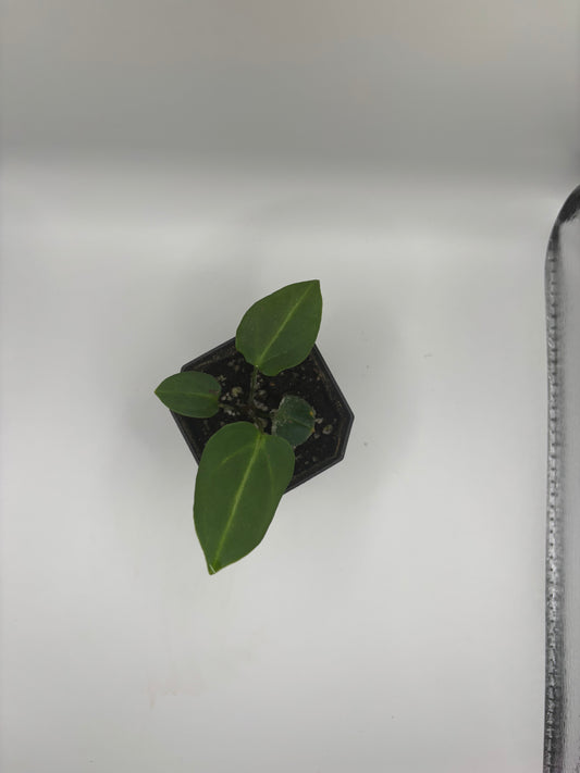 Carla Unnumbered (seed grown) x Unnumbered (seed grown) SEEDLING