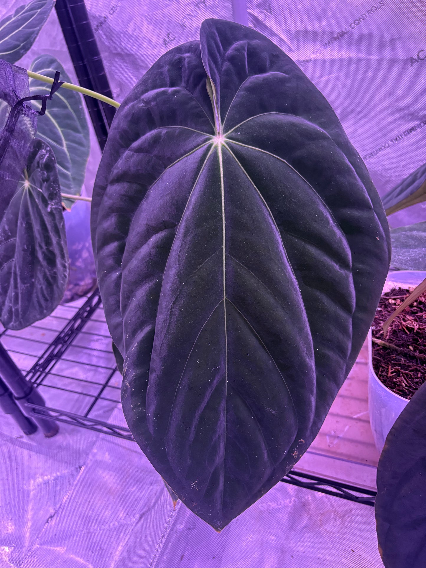 Carla x BVEP Germinated seeds (set of 2)