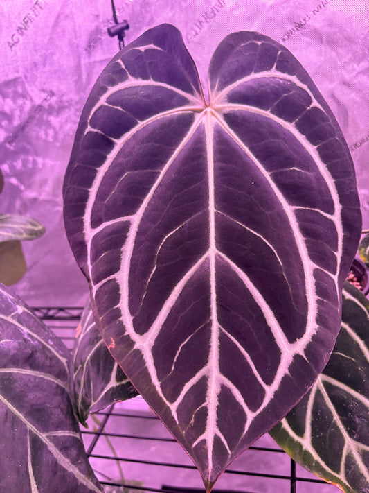 Carla x RLFS Germinated seed (set of 2)