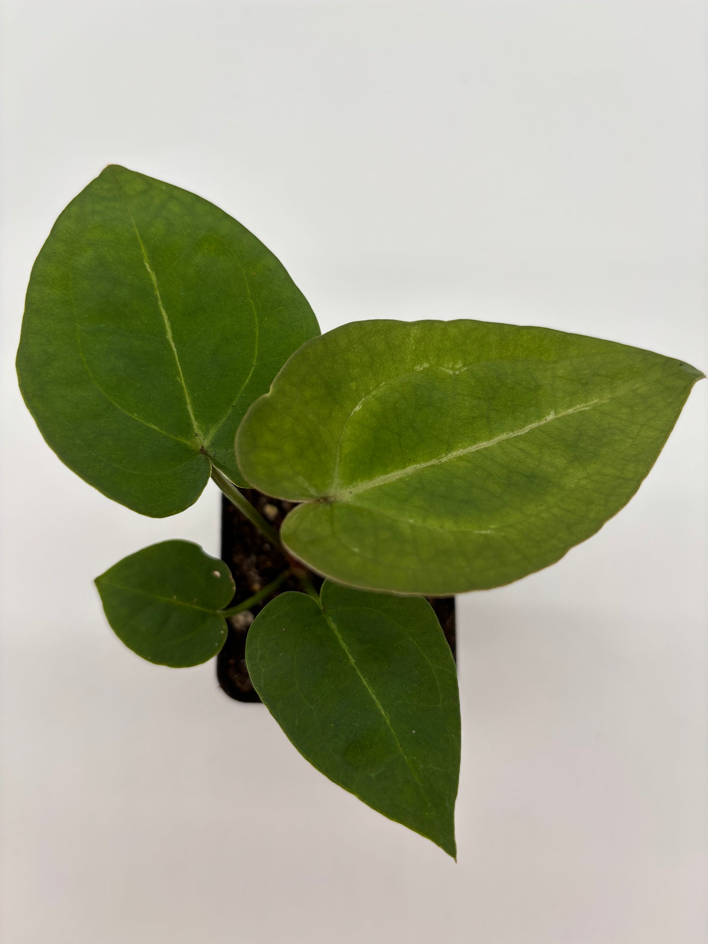 (AOS x Hoffmannii) x (Forgetii)