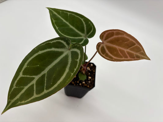 (Brielle x Red Crystal) x Open