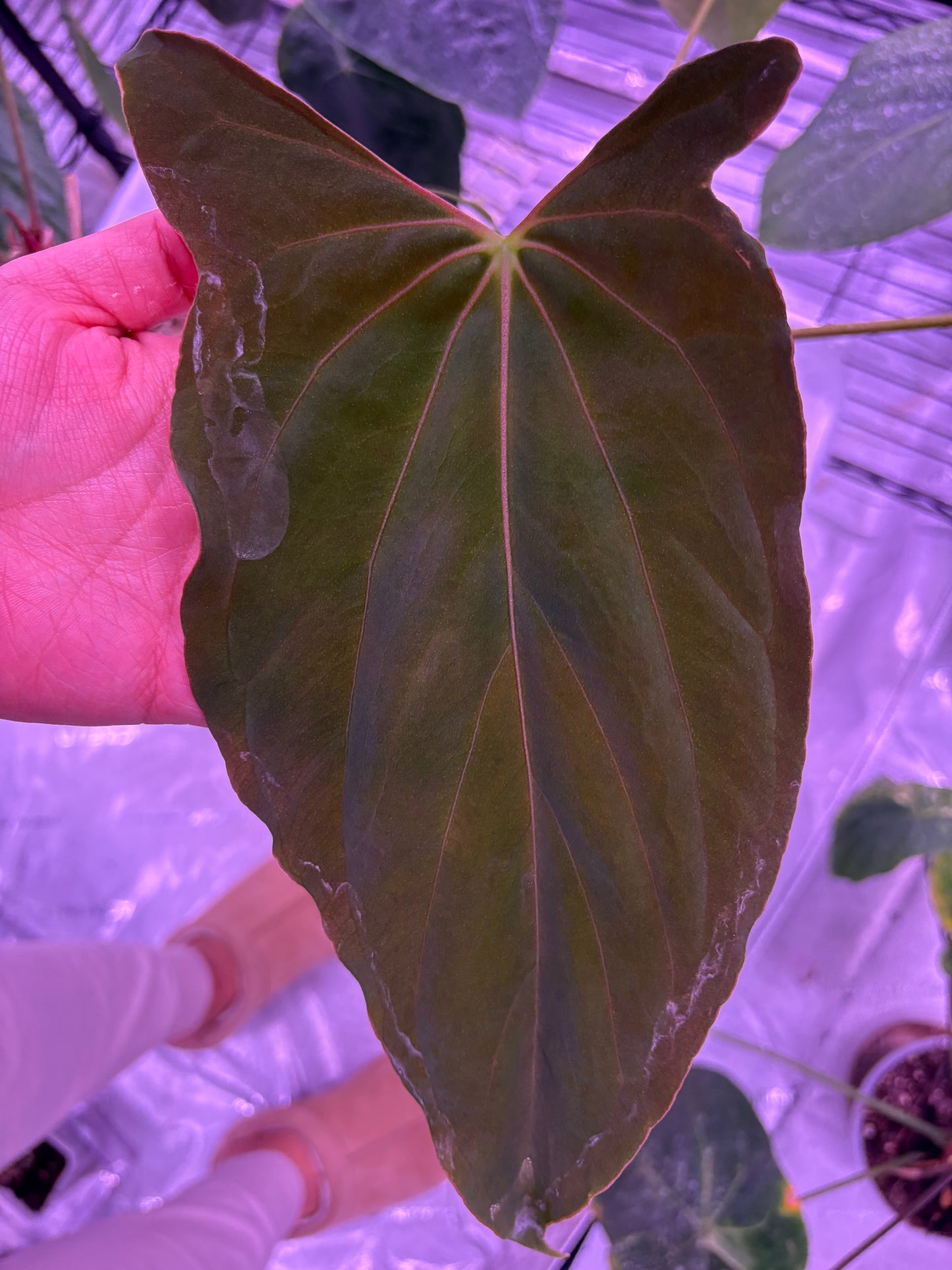 (Pap LongxLong Bullet) x (RLFS) Germinated Seeds (set of 2)