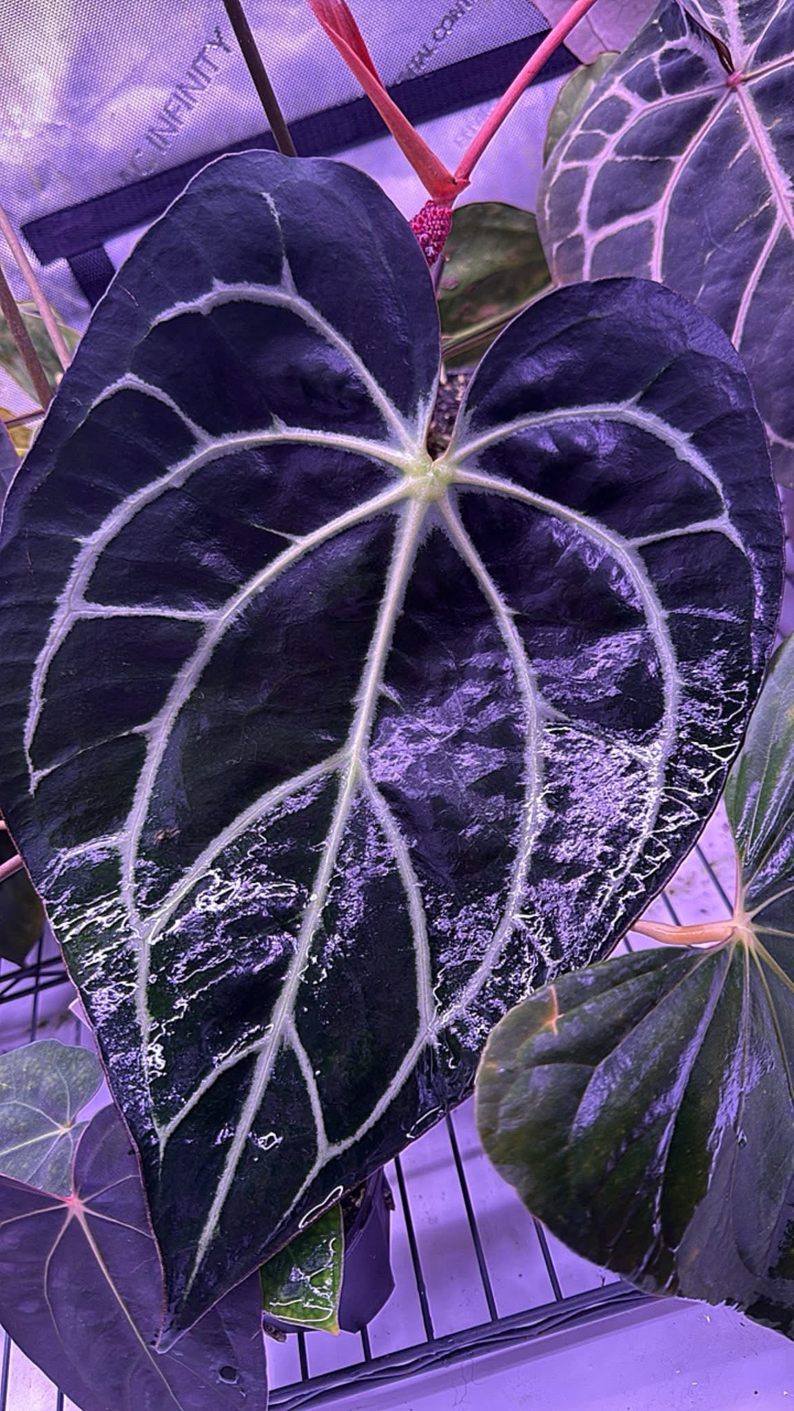 Carla WU x self - Germinated seed (1)