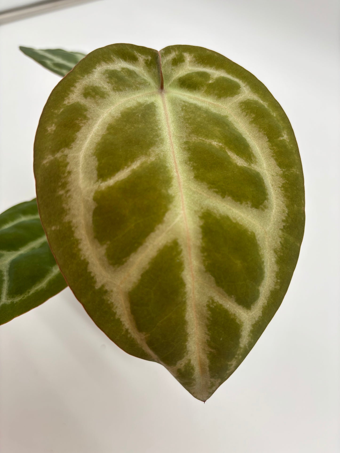 (Black Widow x Michelle) x (Zara x Michelle)