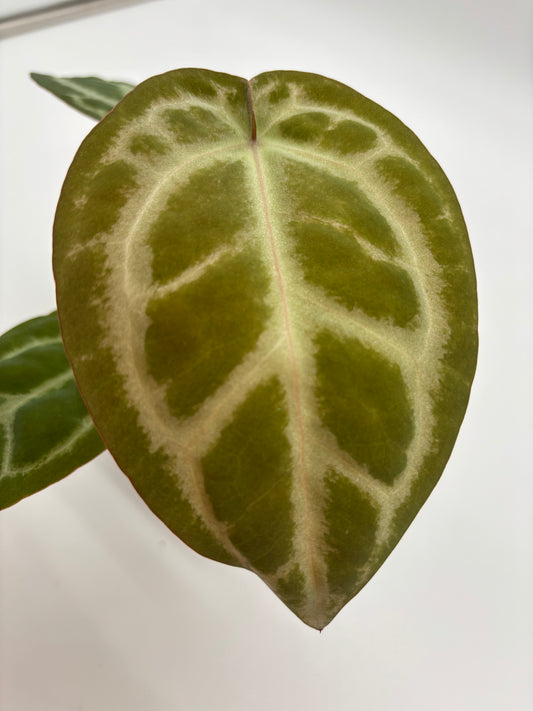 (Black Widow x Michelle) x (Zara x Michelle)