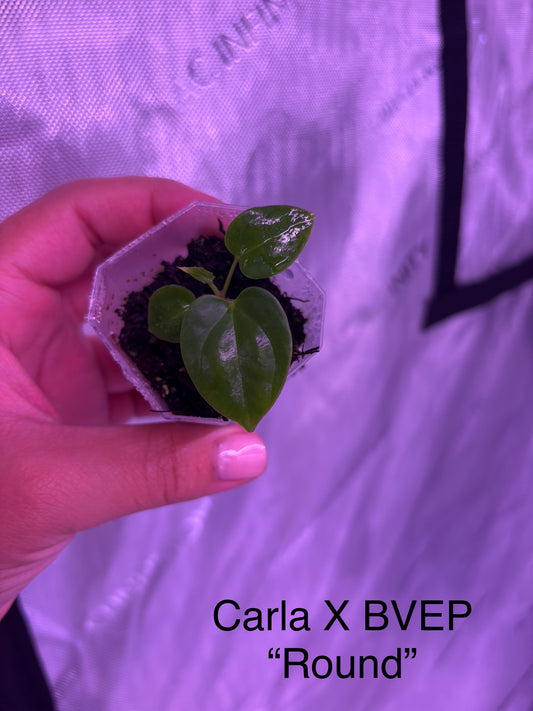 Carla x BVEP “round” seedling