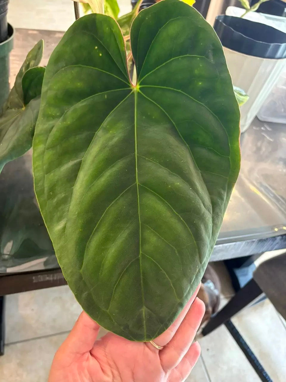 Eastern Dress clone #9