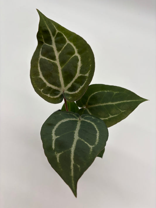 (Brielle x Red Crystal) x Open