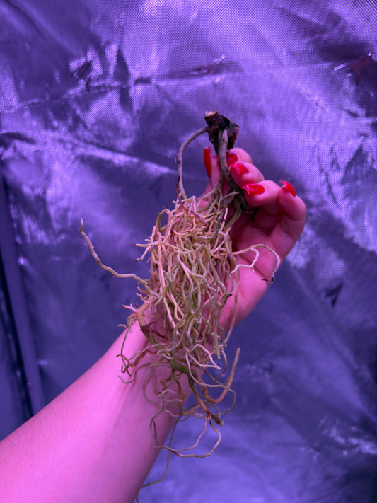 Kuna Yard Clone