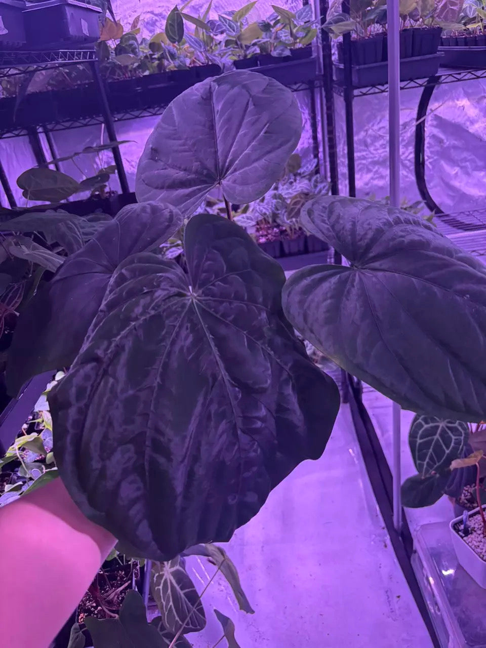 (Eastern Dress x Windy Dress) x (Eastern Dress clone #1) **2 germinated seeds**
