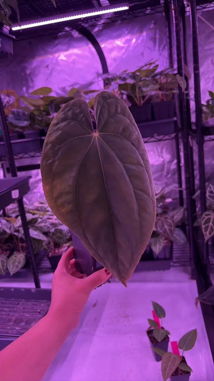 Rory Plant (one leaf) BVEP #7 x Eastern Dress #2