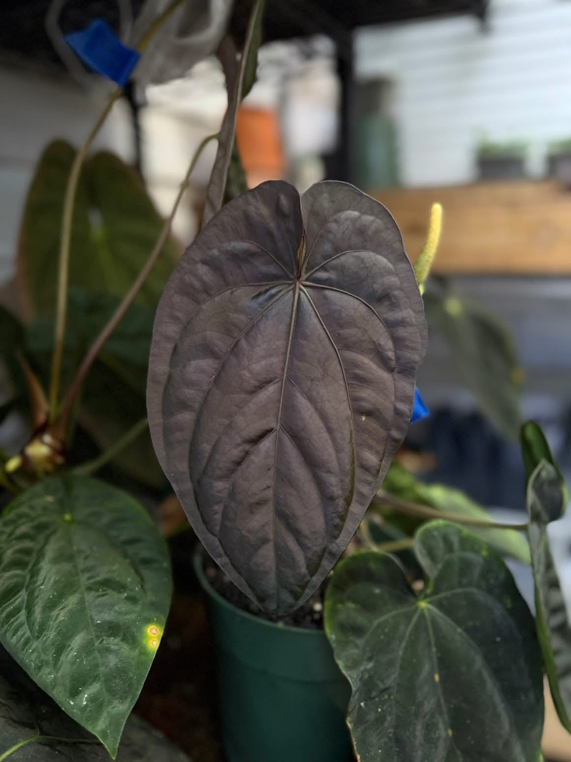 Mag x Dressleri seedling